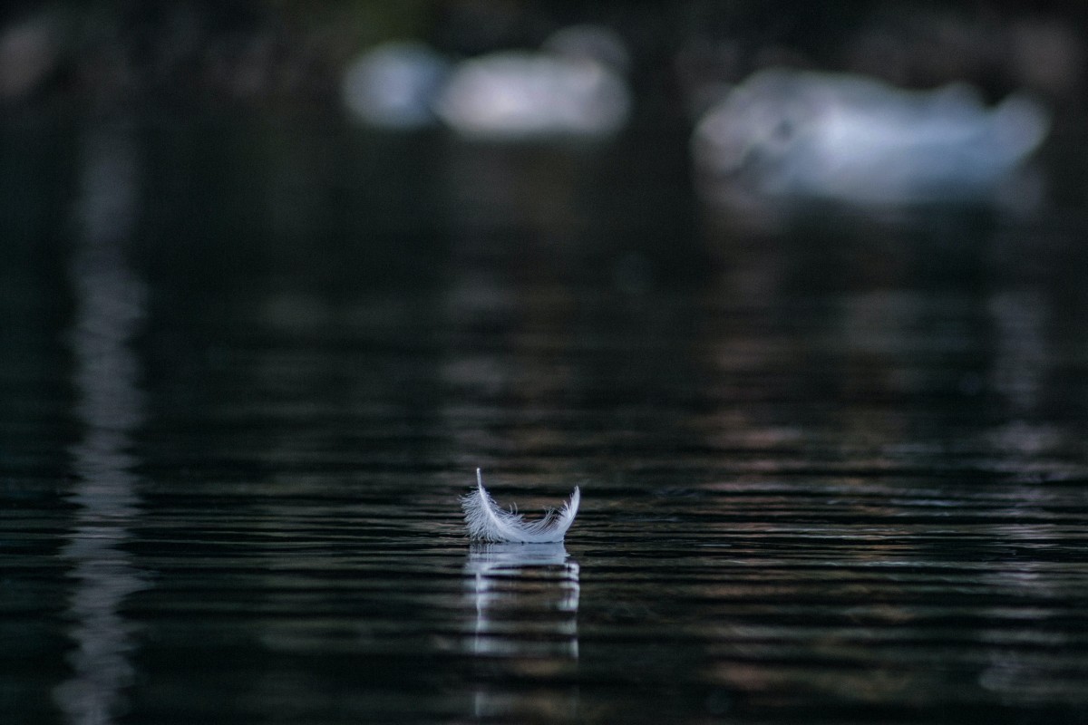 Feder auf Wasser  Foto: unsplash