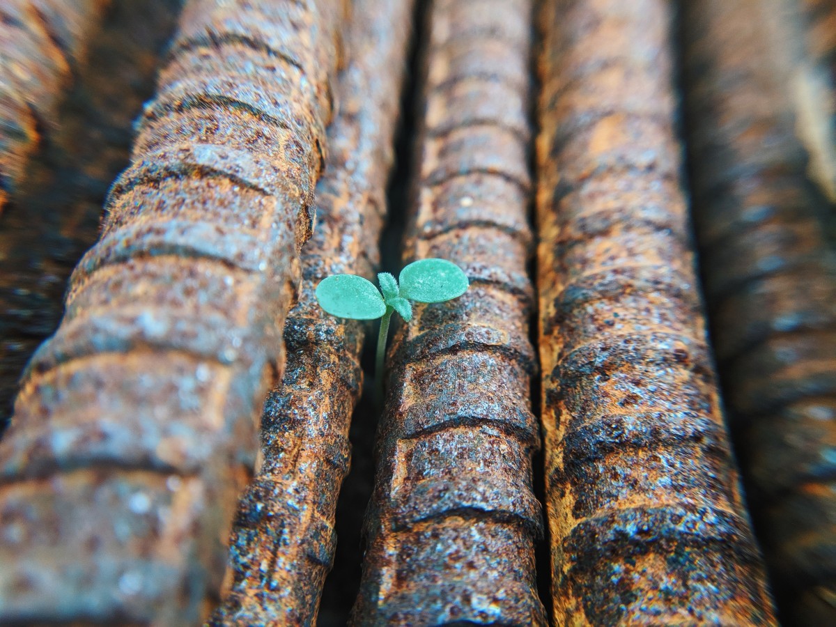 Rost Pflanze | Foto: Foto: faris-mohammed-nYGVN45DOHg-unsplash Rost Pflanze | Foto: Foto: faris-mohammed-nYGVN45DOHg-unsplash