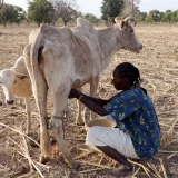 Milchbäuerin Burkina Faso   Foto: epd bild/ Friedrich Stark