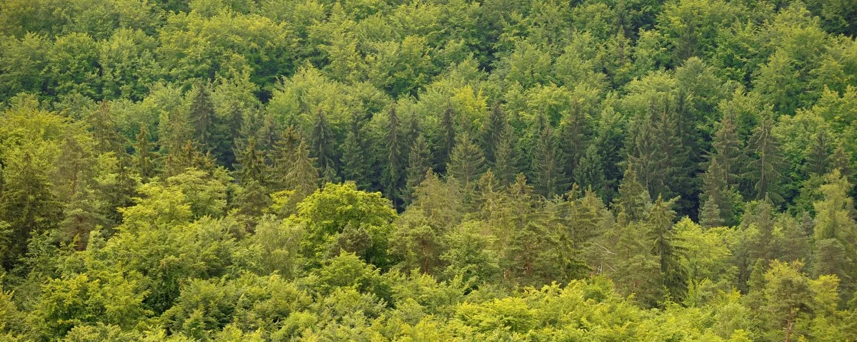 Wald in Thüringen (epd-bild Norbert Neetz)