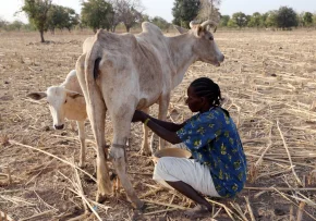 Milchbäuerin Burkina Faso  | Foto: Foto: epd bild/ Friedrich Stark