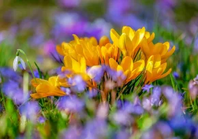 Frühling | Foto: pixabay_flower-4030138 1280