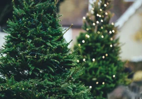 Weihnachtsbäume  | Foto: Foto: pixabay