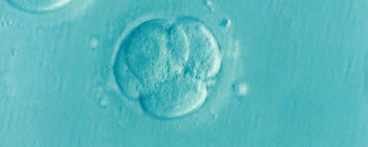 Embryo IVF