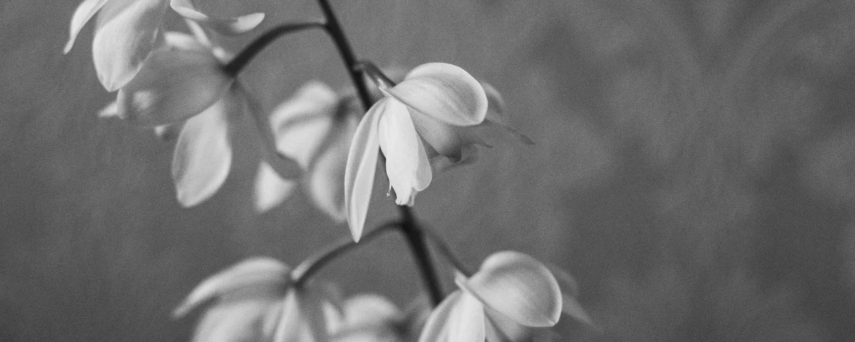 Blume schwarz-weiß