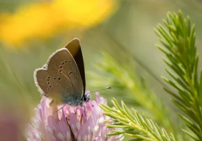 Schmetterling  | Foto: Foto: pixabay