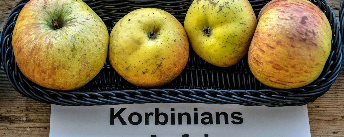 Korbinians Apfel (© Jörgens.mi)