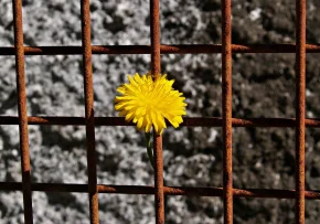 Blume rostiges Gitter | Foto: Foto: pixabay