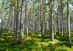Wald  | Foto: Foto: pixabay